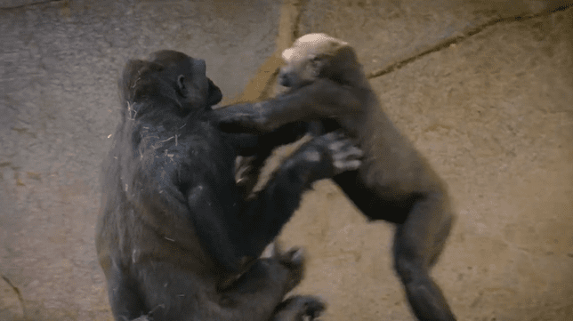 Positivo a Covid19, dos gorilas del zoológico de San Diego
